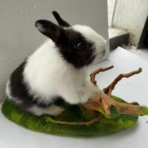 Real Black and White Rabbit Specimen | Mounted Bunny Taxidermy with Wood Branch | Oddities Curiosities | Dark Academia Natural History