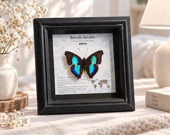 Lijst met een echt blauw vlinderexemplaar, iriserende blauwpaarse vlinderkunst, vliegende aurora decoratie, Peruaanse vlinder cadeau voor hem/haar