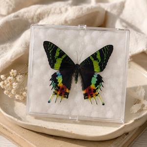 May include: A preserved sunset moth specimen displayed inside a square clear acrylic case. The moth features vibrant green and black striped wings with iridescent blue, yellow, and red accents along the lower edges, set against a white cotton background.