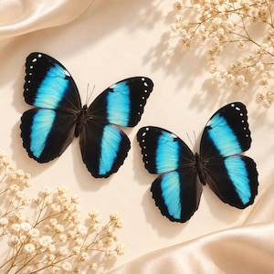 May include: Two butterflies with vibrant blue bands across their black wings, featuring small white spots along the edges. The butterflies are positioned near delicate white baby's breath flowers and soft, light-colored fabric folds.