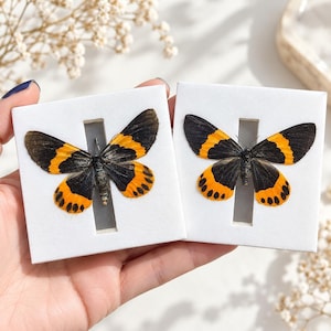 Könnte beinhalten: Zwei quadratische weiße Karten, auf denen jeweils ein präparierter Nachtfalter mit schwarz-orange gemusterten Flügeln befestigt ist. Die Falter haben dunkle Körper und Flügel mit markanten orangefarbenen Bändern und Punkten sowie einen Schlitz.