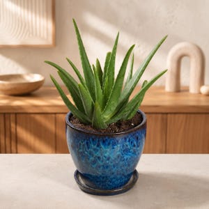 Puede incluir: Una planta de aloe vera de color verde vibrante con hojas largas, puntiagudas y dentadas, plantada en una maceta de cerámica azul profundo. La maceta presenta un esmalte brillante y moteado con tonos azul oscuro y negro sobre un plato circular.