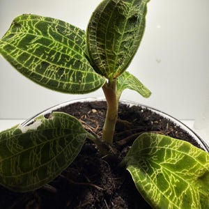 Op de afbeelding: Een kleine juwelorchidee met donkergroene, fluweelachtige bladeren met een opvallend, ingewikkeld netwerk van lichtgeelgroene nerven. De plant heeft een centrale stengel die uit donkere potgrond in een ronde pot groeit en heeft vier bladeren.