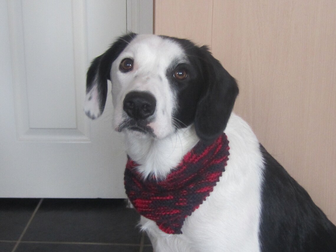 Knitted dog bandana. Handknitted dog bandana. Knitted dog Etsy