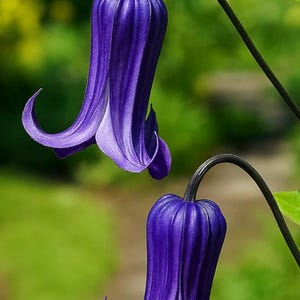 May include: Two deep purple clematis flowers with gracefully curved petals hang from dark green stems. The flowers have a bell-like shape, with a lighter purple hue on the inner petals. The background is a soft green.