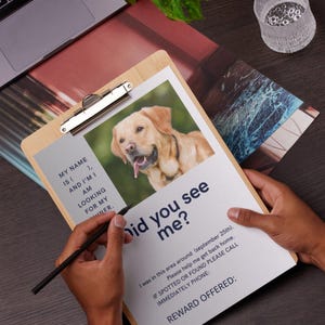 Può includere: Una cartellina in legno con un volantino di cane smarrito che mostra la foto di un Labrador giallo. Il testo recita: MY NAME IS, AND I'M LOOKING FOR MY OWNER. Did you see me? I was in this area around September 25th. IF SPOTTED OR FOUND PLEASE CALL IMMEDIATELY PHONE: REWARD OFFERED: