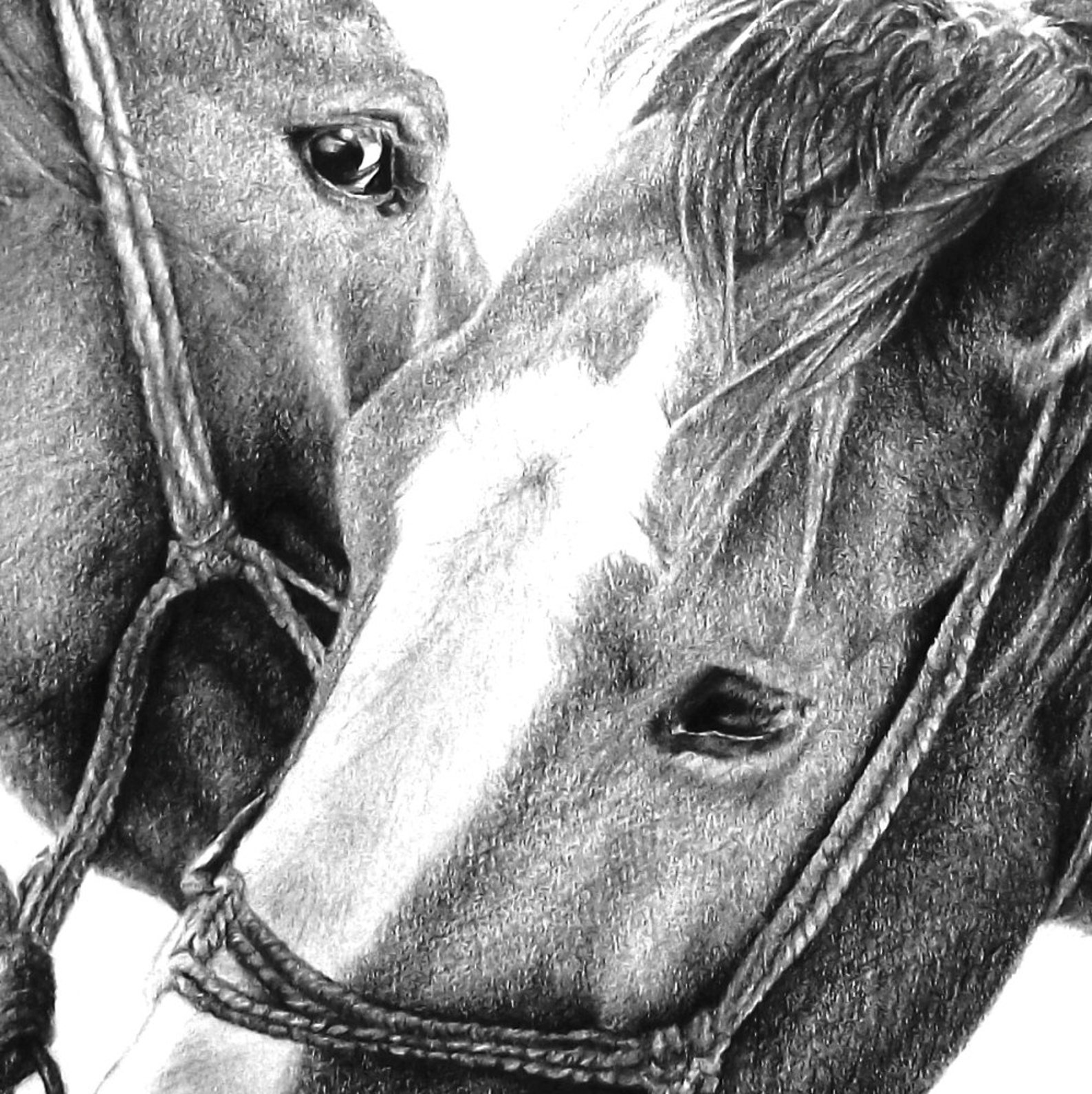 Horse Art. Black and White Art Print From a Drawing of 2 Etsy UK