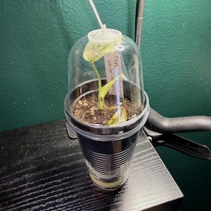 May include: A small plant with variegated green and white leaves potted in a clear plastic cup with a dome lid. A white plant marker is inserted into the soil with the handwritten text Monstera Deliciosa White Monster visible through the plastic.
