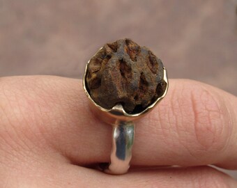 Fossil Meta Sequoia Pinecone Ring