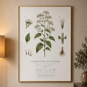 Könnte beinhalten: Ein gerahmter botanischer Kunstdruck mit dem Titel Ageratina Altissima White Snakeroot. Der Druck zeigt eine zentrale Abbildung der Pflanze mit detaillierten Diagrammen der Blütenstände, Blätter, Samen, Blüteninneren, Stängel und Wurzeln.