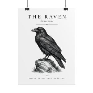 Könnte beinhalten: Ein vertikales Wandposter mit einer detaillierten schwarz-weißen Illustration eines Raben, der auf einem Felsen sitzt. Der Text lautet THE RAVEN, Corvus corax und SILENT, INTELLIGENT, ENDURING. Das Design ist auf einem weißen Hintergrund zentriert.