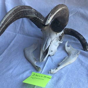 Forward 3-Horn Jacob Skull