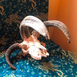 Forward 4-horn Jacob sheep skull