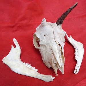 Small Jacob Skull