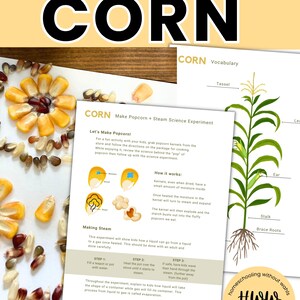 Puede incluir: Materiales educativos titulados FALL LESSON ABOUT CORN que muestran un diagrama de una planta de maíz con partes etiquetadas como panoja, hoja, mazorca, tallo y raíces, junto a una hoja de experimento científico sobre palomitas y vapor.