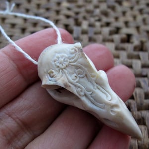 Excelente cráneo de cuervo detallado, perforado, asta de ciervo desprendida naturalmente, ideal para el tótem gótico B8194