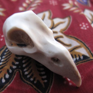 SALE Natural look Raven Skull,  Carved from Deer Antler, NOT Drilled,  Jewelry making Supplies B8615