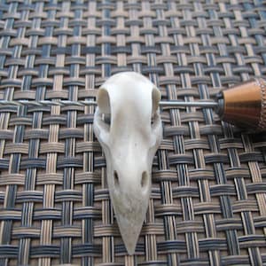 Natural look Raven Skull,  Carved from Deer Antler,  Drilled,  Jewelry making Supplies B8615