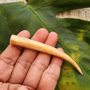 Our Longest Hand Carved Buffalo bone  Tusk , Buffalo Bone Carving, bone White, NOT Drilled,  B6880-10 mm  Thickness