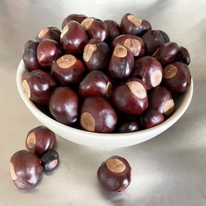 May include: A white bowl filled with shiny, dark brown conkers, some with light brown patches. Several conkers are scattered around the bowl on a metallic surface. The conkers have a smooth, rounded shape.