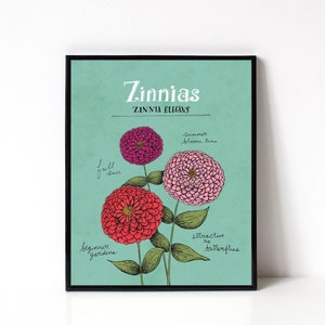 Zinnia Art Print - Plant Lady Gift - Botanical Wall Art - Gardening - 8x10 Print - Zinnia Flowers - Gift For Gardener - Floral Illustration