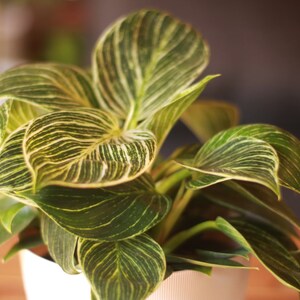 Philodendron Birkin in 6” Nursery Pot