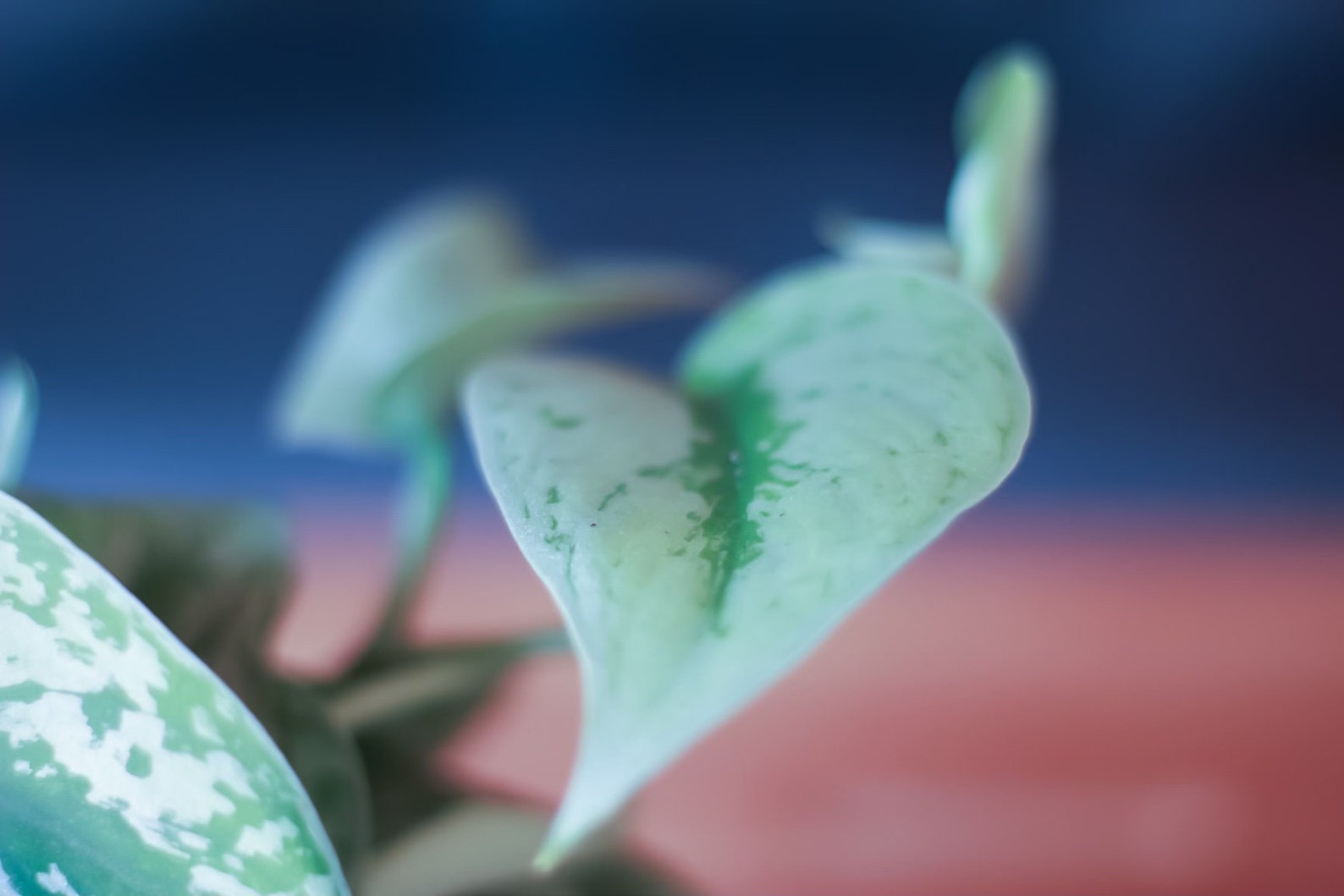 Scindapsus Pictus 'Exotica' Silver Splash Pothos 6 | Etsy