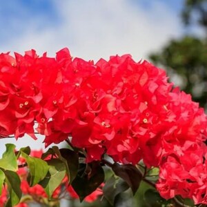 May include: A cluster of vibrant red bougainvillea flowers with delicate, papery bracts and small, pale yellow centers. The bright red petals are densely packed on thin, woody stems, accompanied by a few green leaves visible at the base.