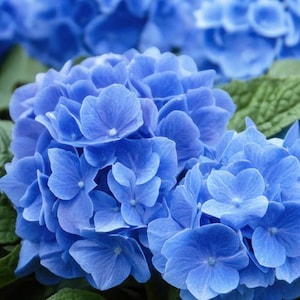May include: A cluster of vibrant blue hydrangea flowers with rounded petals arranged in dense, spherical heads. The blossoms are surrounded by textured, serrated green leaves that provide a contrast to the bright blue color of the petals.