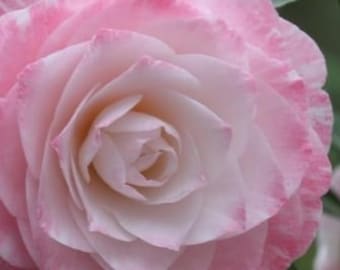Grace Albritton Camellia 1 Live Starter Plant – Camellia japonica in 4L Pot