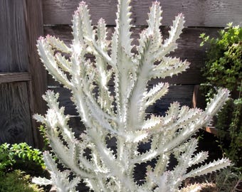White Ghost Euphorbia | Unrooted Cutting