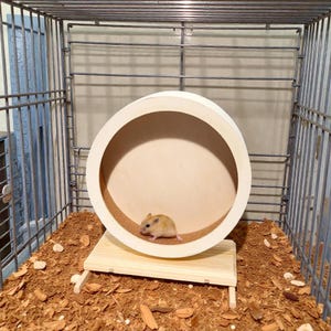 Puede incluir: Un pequeño hámster de color marrón claro se encuentra dentro de una rueda de ejercicio circular de madera con una superficie de corcho. La rueda está montada sobre una base rectangular de madera dentro de una jaula de alambre.