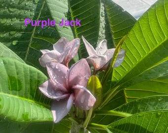 Purple Jack grafted plumeria with healthy roots 14” from the soil line