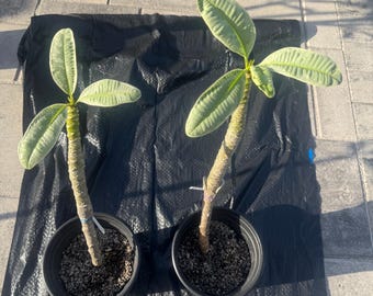 Variegated plumeria Doung Supee