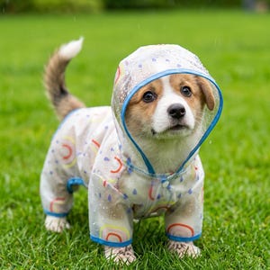 May include: A clear, lightweight dog raincoat featuring a colorful pattern of small rainbows and blue raindrops. The garment includes a hood with a blue trim, long sleeves, and snap button closures along the front, worn by a small puppy.
