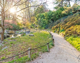 Spring Sunlit Park Path Landscape, Japanese Gardens at Maymont Park in Richmond Va. Photo Art, 8x10, Framed Photography Option,  Gift