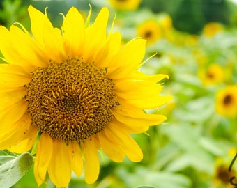 Sunflower Field Photograph, Flower Garden, Summer Photo Art, 8x10 Print,  Frame Available, Gift for Him, Gift for Her