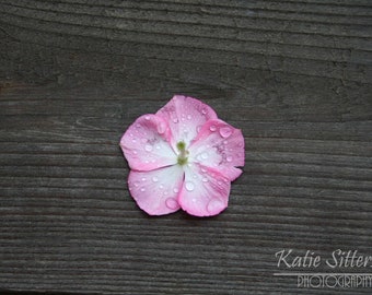 Flower with Water Droplets, Photo, Home and Garden, Frame Photography Option,  Christmas Gift, Gift for Him, Gift for Her