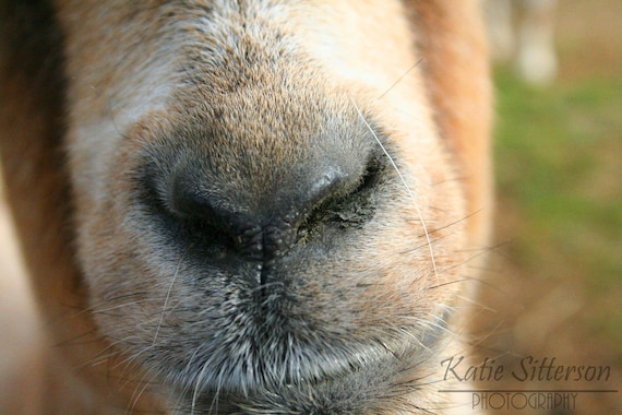 nose muzzle