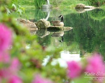 Geese by the Lake, Birds Photo Art, Print, Framed Photography Option,  Christmas Gift, Gift for Him, Gift for Her