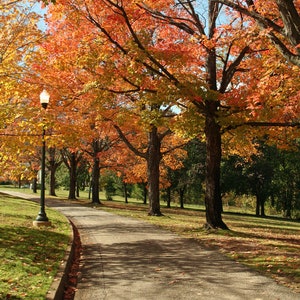 8x10 Fall Foliage Forest Hill Park in Richmond Va. Outdoor Autumn Leaves Landscape Photo Art, Framed Photography Option, Gift image 1