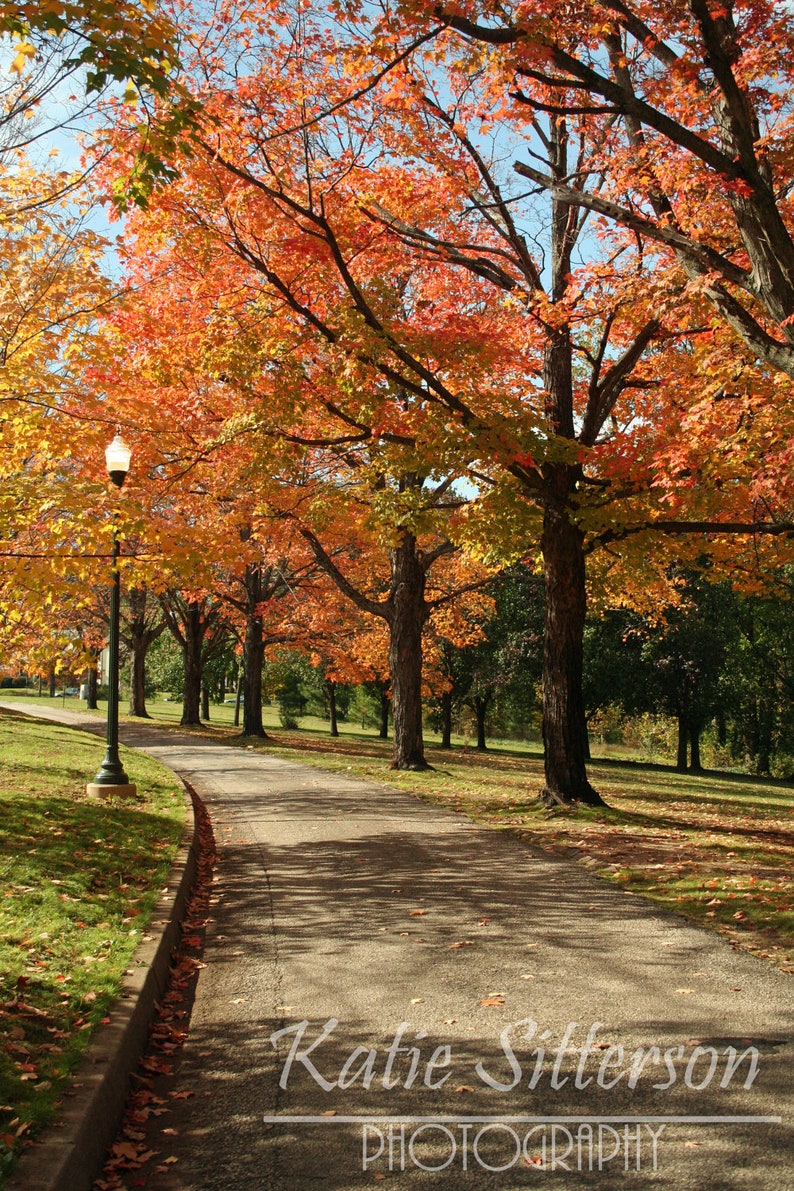 8x10 Fall Foliage Forest Hill Park in Richmond Va. Outdoor Autumn Leaves Landscape Photo Art, Framed Photography Option, Gift image 1