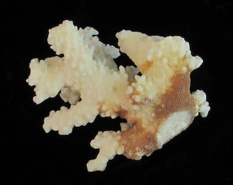 Unique Natural Raw Coral Specimen - OOAK - RARE - Nautical - Beach - Home Decor