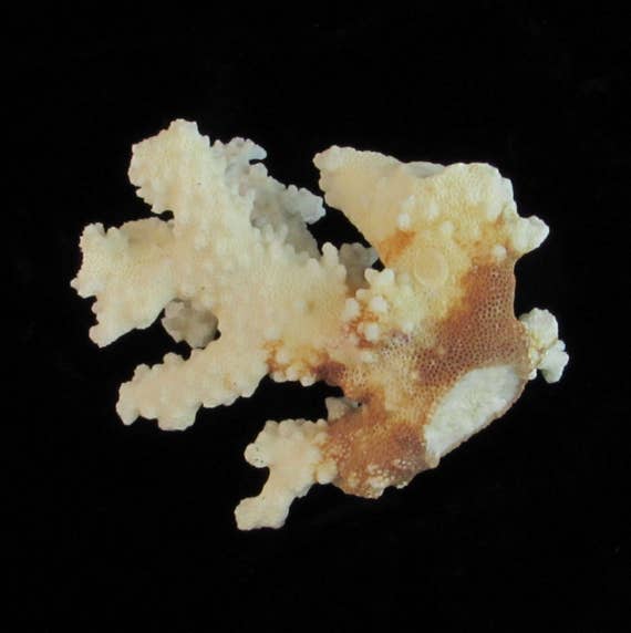 Unique Natural Raw Coral Specimen OOAK RARE Nautical Beach Home Decor -   Canada
