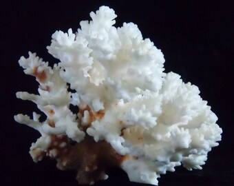 Large Natural Raw Coral Specimen - OOAK - RARE - Nautical - Beach - Home Decor