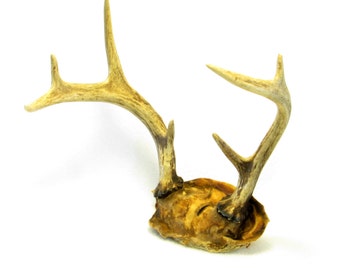 7 Point Buck Whitetale Deer Antler Rack - Natural Horn - Bone - Antique Taxidermy - Vintage Home Decor