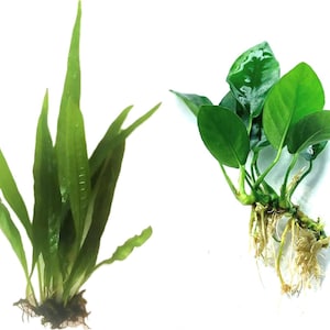 May include: Two distinct aquatic plants. On the left, a Java fern with long, slender, bright green leaves and a dark root base. On the right, an Anubias plant featuring broad, oval-shaped, deep green leaves attached to a thick rhizome with visible white roots.