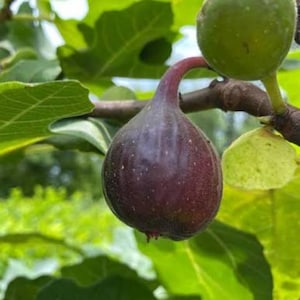 May include: A ripe, dark purple fig hangs from a branch alongside a smaller, unripe green fig. The fruit is teardrop-shaped with a smooth skin, attached to a woody stem surrounded by large, lobed green leaves in a natural outdoor setting.
