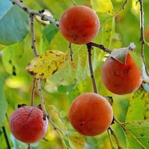 May include: Several round, orange persimmon fruits hang from thin, woody branches. The fruits have smooth, firm skins, while one appears slightly wrinkled. They are surrounded by vibrant green and yellowing leaves on the tree branches.