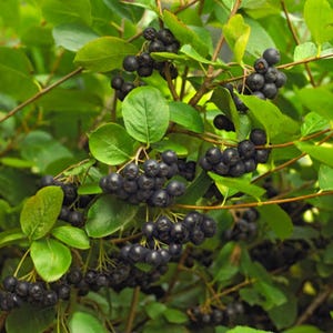 May include: A cluster of dark purple, almost black chokeberries growing on a shrub with vibrant green, oval-shaped leaves. The small, round berries are densely packed in bunches along thin, woody brown stems, showcasing a natural harvest.